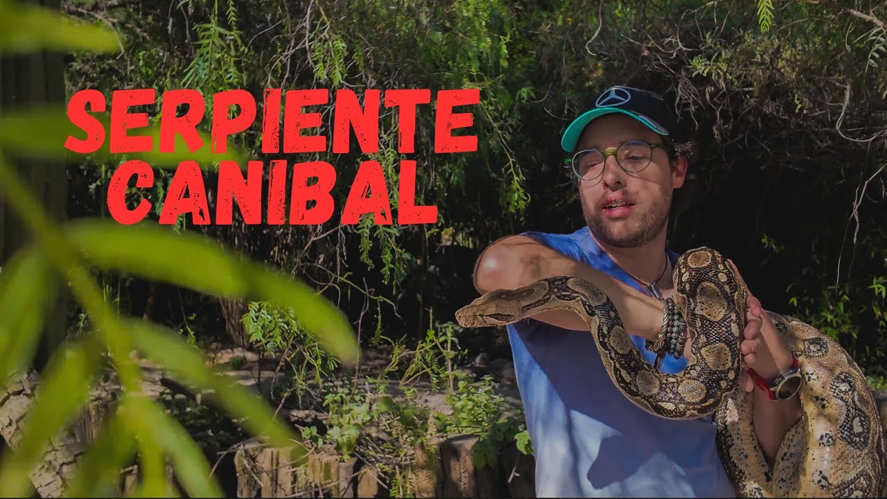 Nadie me advirtió de esta serpiente caníbal!