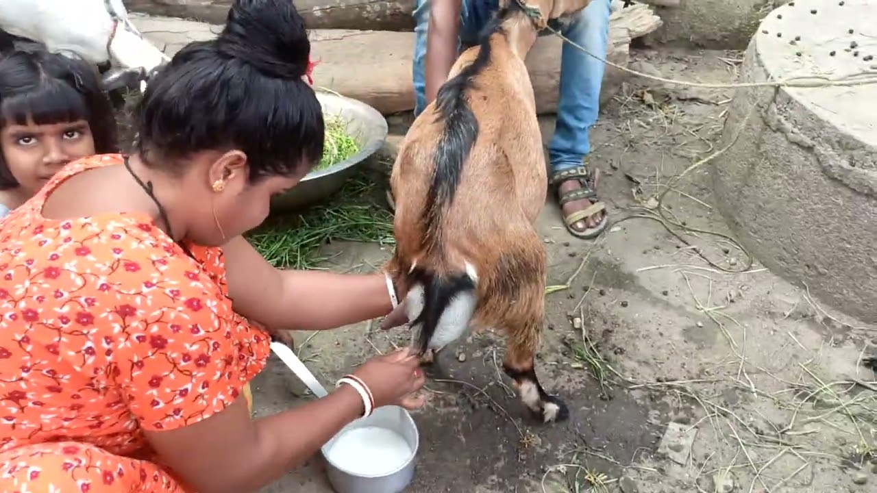how to milk goat by || goat milking || goat milking by hand || villege life
