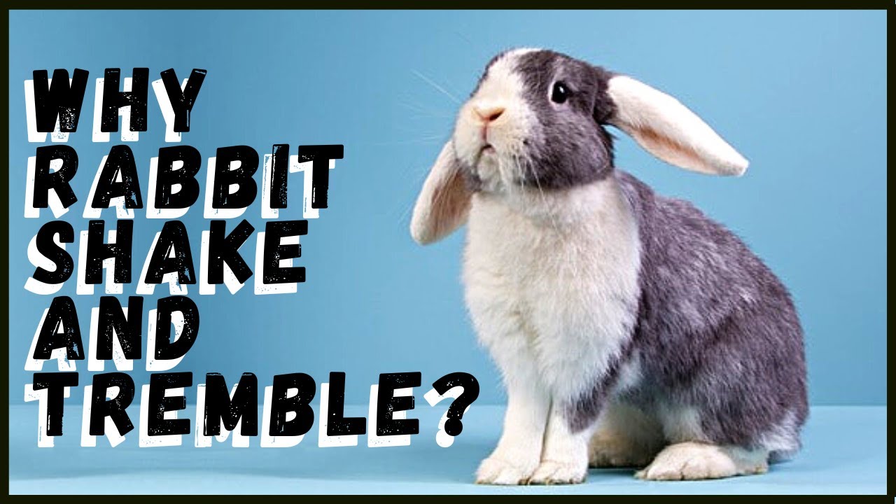 Rabbit Shaking and Trembling: What are the Reasons?