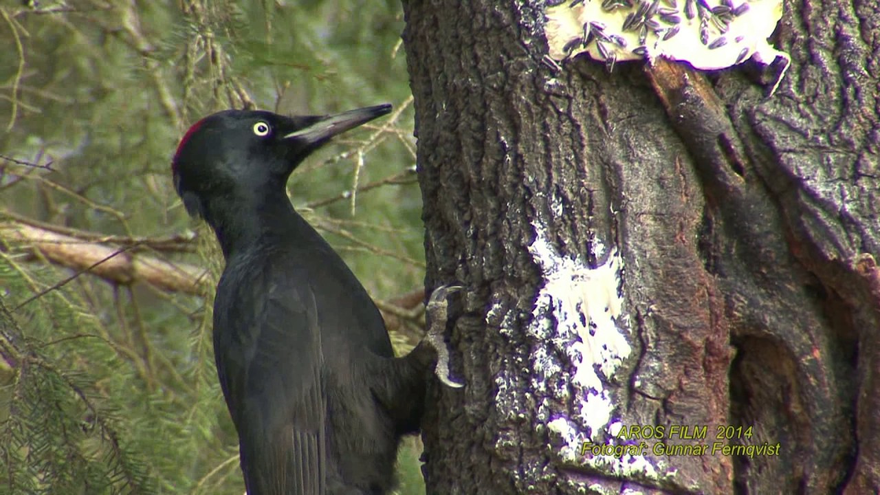 SPILLKR&Aring;KA  Black Woodpecker  (Dryocopus martius)  Klipp - 1980