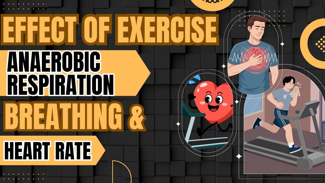 Effects of Exercise on Breathing & Heart Rate | Aerobic vs Anaerobic Respiration, Oxygen Debt