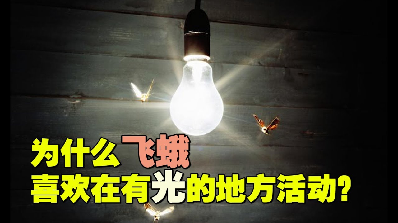 【十万个为什么】为什么 飞蛾喜欢在有光的地方活动？ |十萬個為什麼|Uncle Why TV