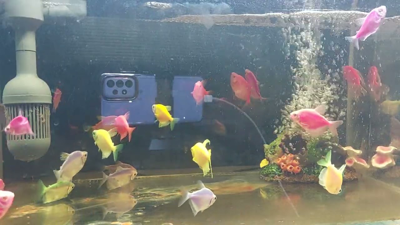 Relaxing Aquarium Fish Tank Sounds no music