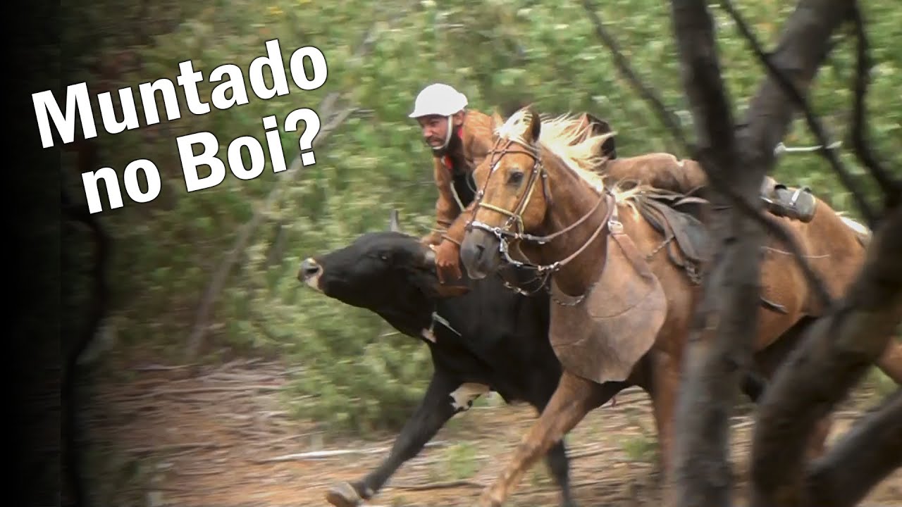 Os Vaqueiros passa por cima Gado, no Projeto Brígida - Orocó - PE