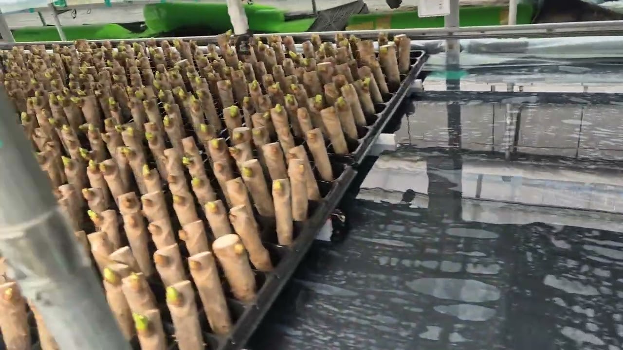 촉성재배 10일차  3월5일 출하예정 #신구두릅 종근 예약# 정도두릅 회원 모집 