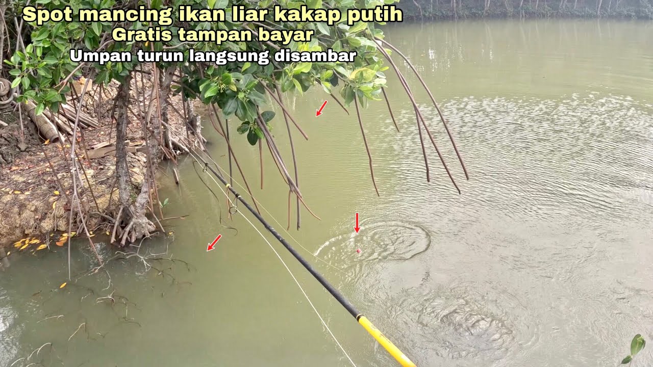 MANCING IKAN KAKAP PUTIH SPOT Pinggir Umpan Turun Langsung Disambar!! Mancing Kakap Putih