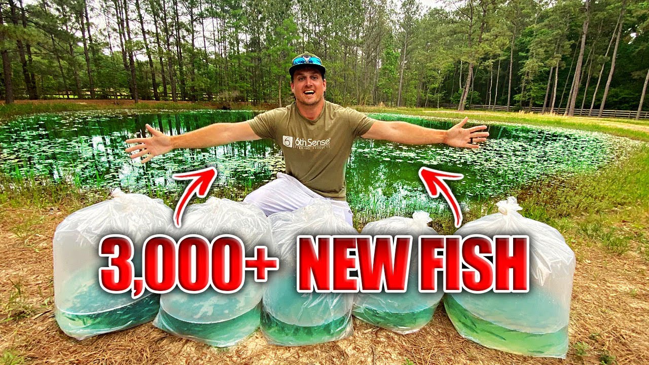 STOCKING My BACKYARD POND w/ 3,000+ New MYSTERY Fish!!
