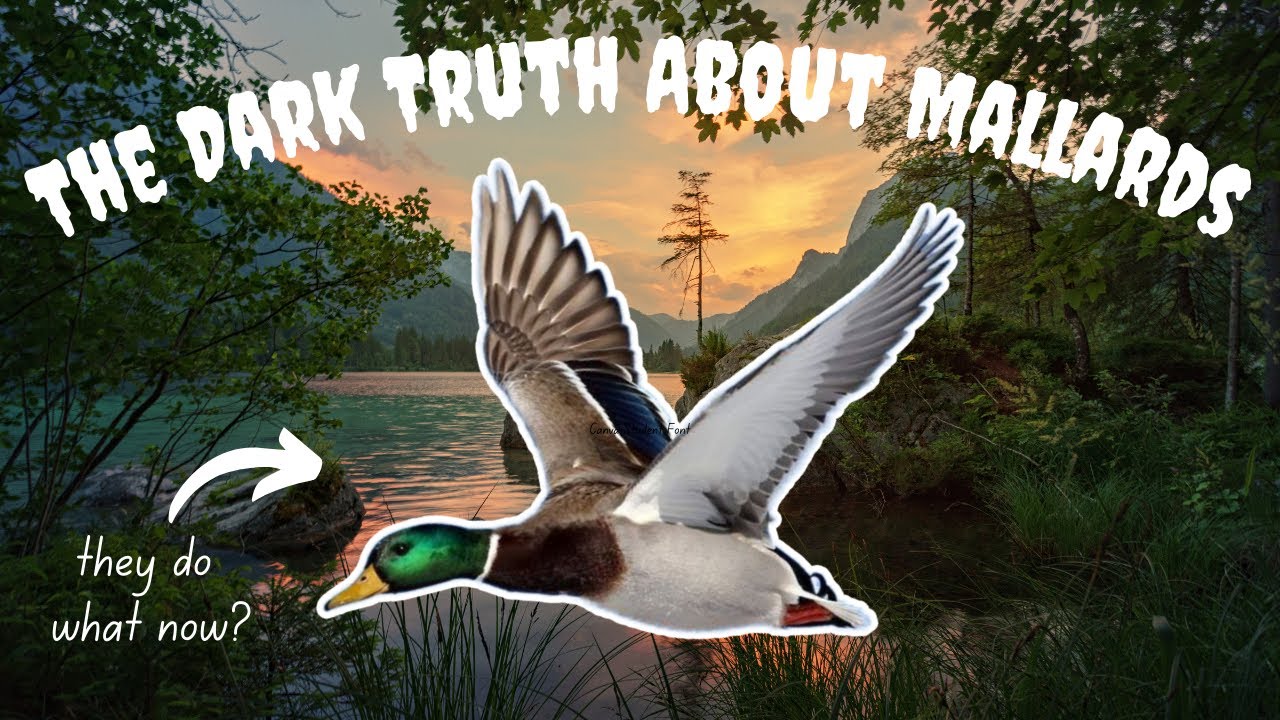 15 Surprising & Disturbing Mallard Duck Facts