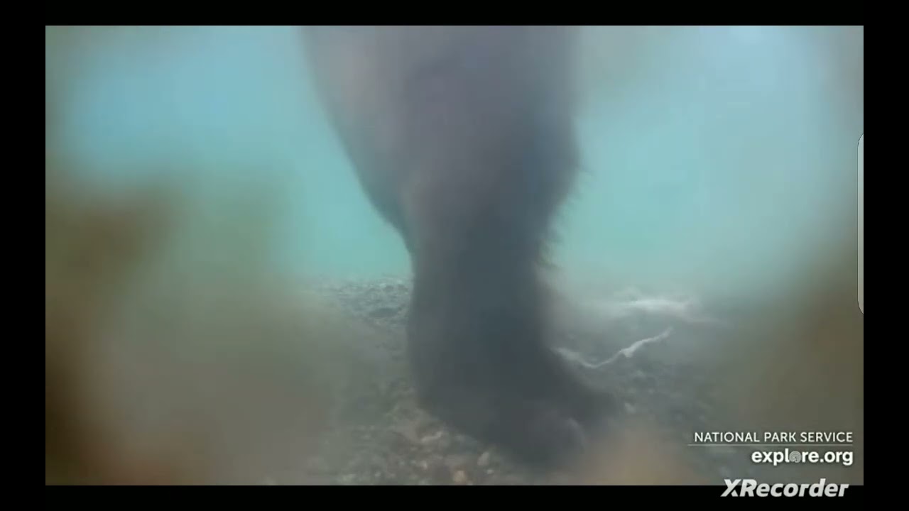 20 July 2025. Bear UW @explore.org