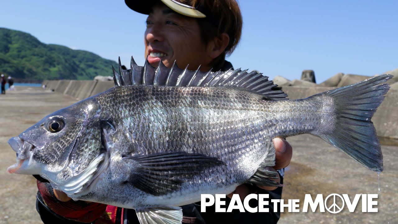PEACE THE MOVIE #92「山形でチヌ狙い！パターンを掴んで連発！？」東北地方・山形県鶴岡の旅(前編)平和卓也(1093)