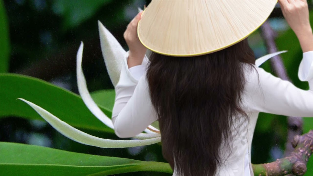 Hạnh ph&uacute;c lang thang. Tim Tran