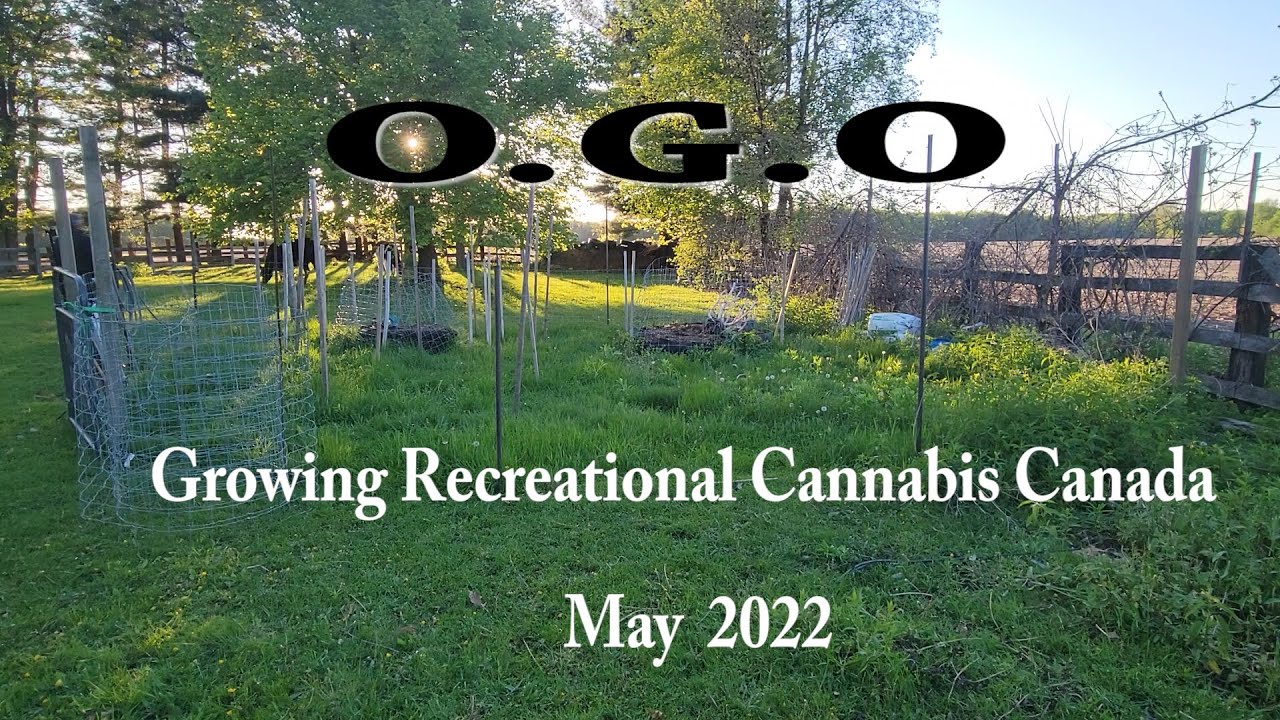 Recreational Cannabis Grow Ontario Canada May Update