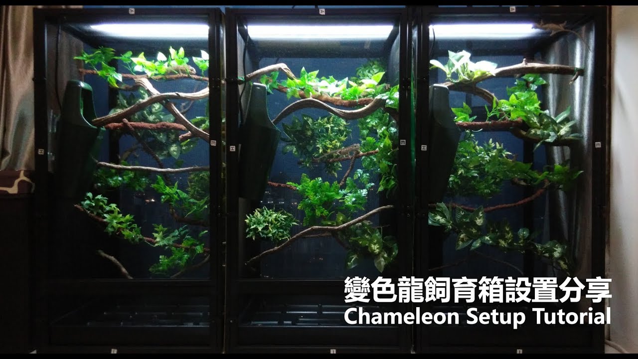 Chameleon Setup Tutorial (Summer Edition) 變色龍飼育箱 (夏天設置)