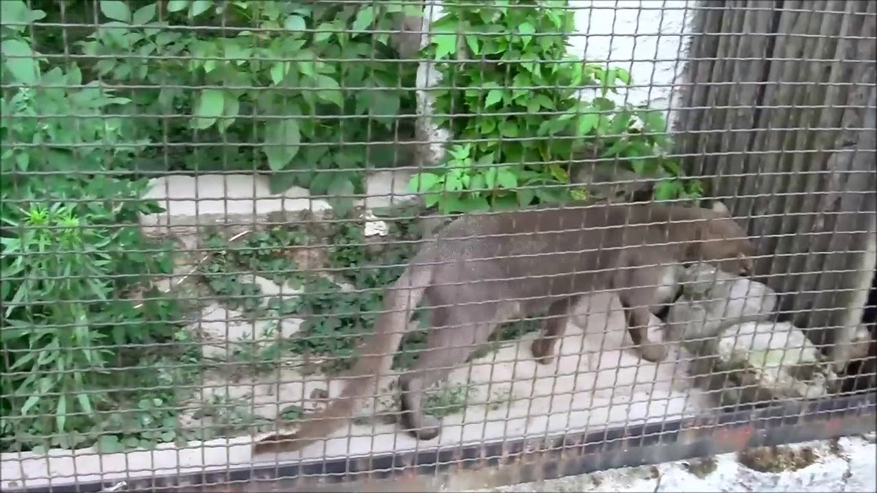 Jaguarundi, Pantera Mglista - Zoo Zamość, Ogród Zoologiczny im.Stefana Milera