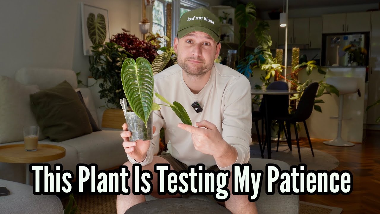 I tried growing Anthurium veitchii ... and it's not working ... again!