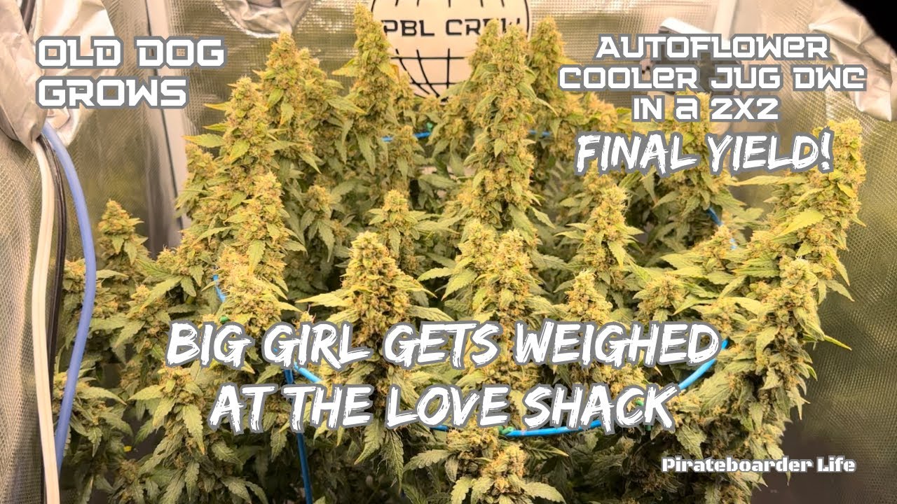ODG&rsquo;s Autoflower Cooler Jug DWC in a 2x2&hellip;Final Yield! Big Girl gets Weighed at the Love Shack