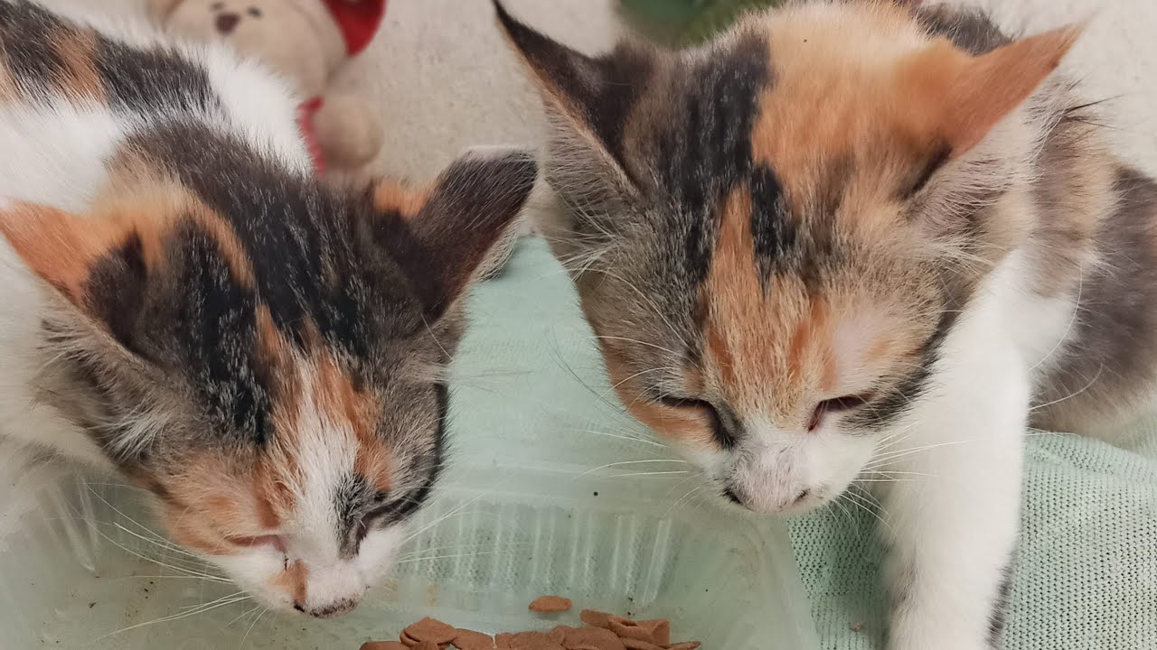 Time Machine Cats !!!! Longest Daily Cat's Story