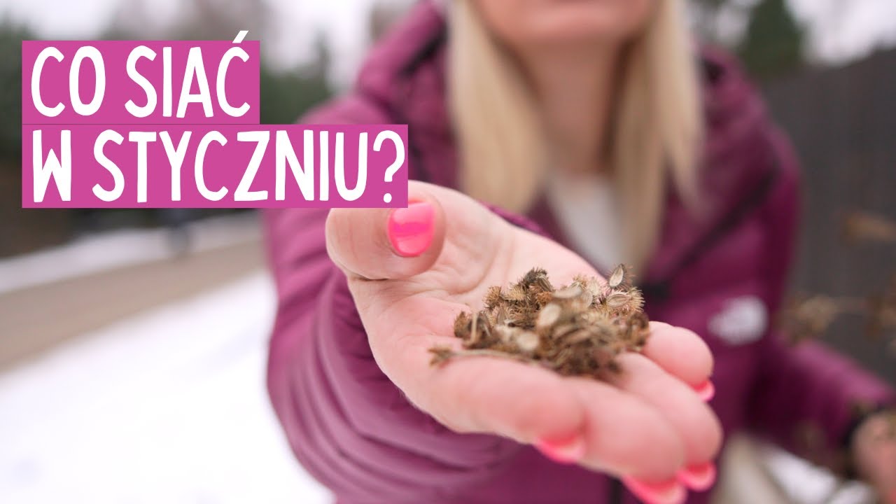 Jak Siać Nasiona w Styczniu: Porady Ogrodnicze i Metody Siewu