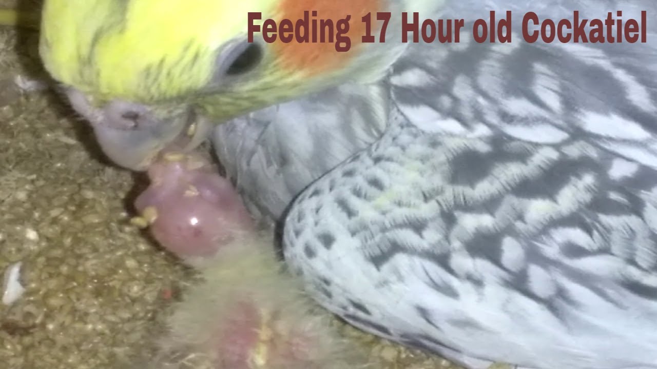 Birdie the Cockatiel had two babies, Cockatiel chicks, Baby Cockatiel's