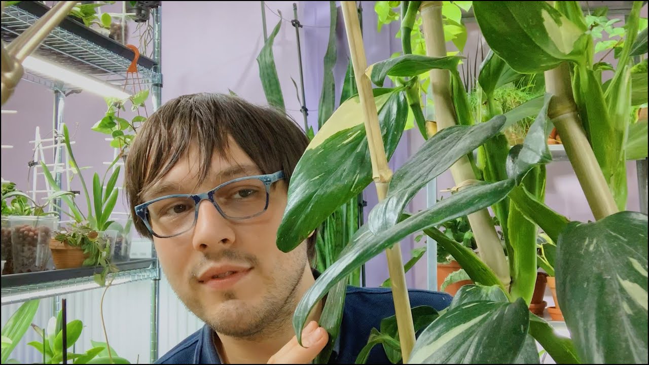 10 Easy UNCOMMON Plants for Beginners | Easy Care Houseplants & Care Tips (sort of)