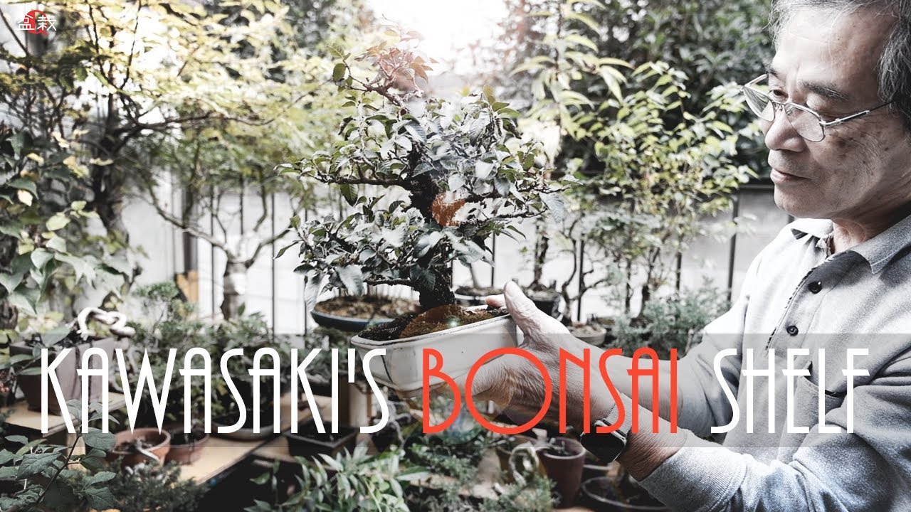 川崎先生の盆栽棚を見せてもらいました#1【盆栽Q】 Kawasaki sensei's bonsai shelf