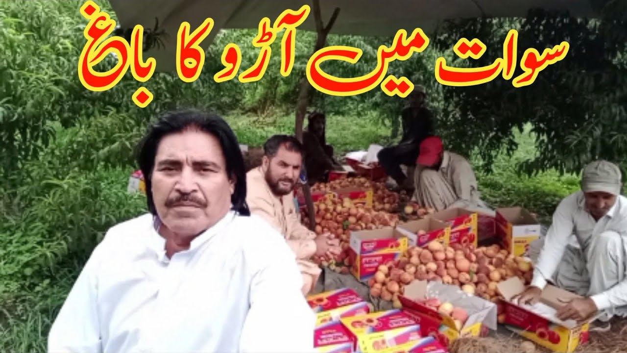 Swat Mein Aaro Ka bagh Vlogs Swat By Murad Adina Vlogs