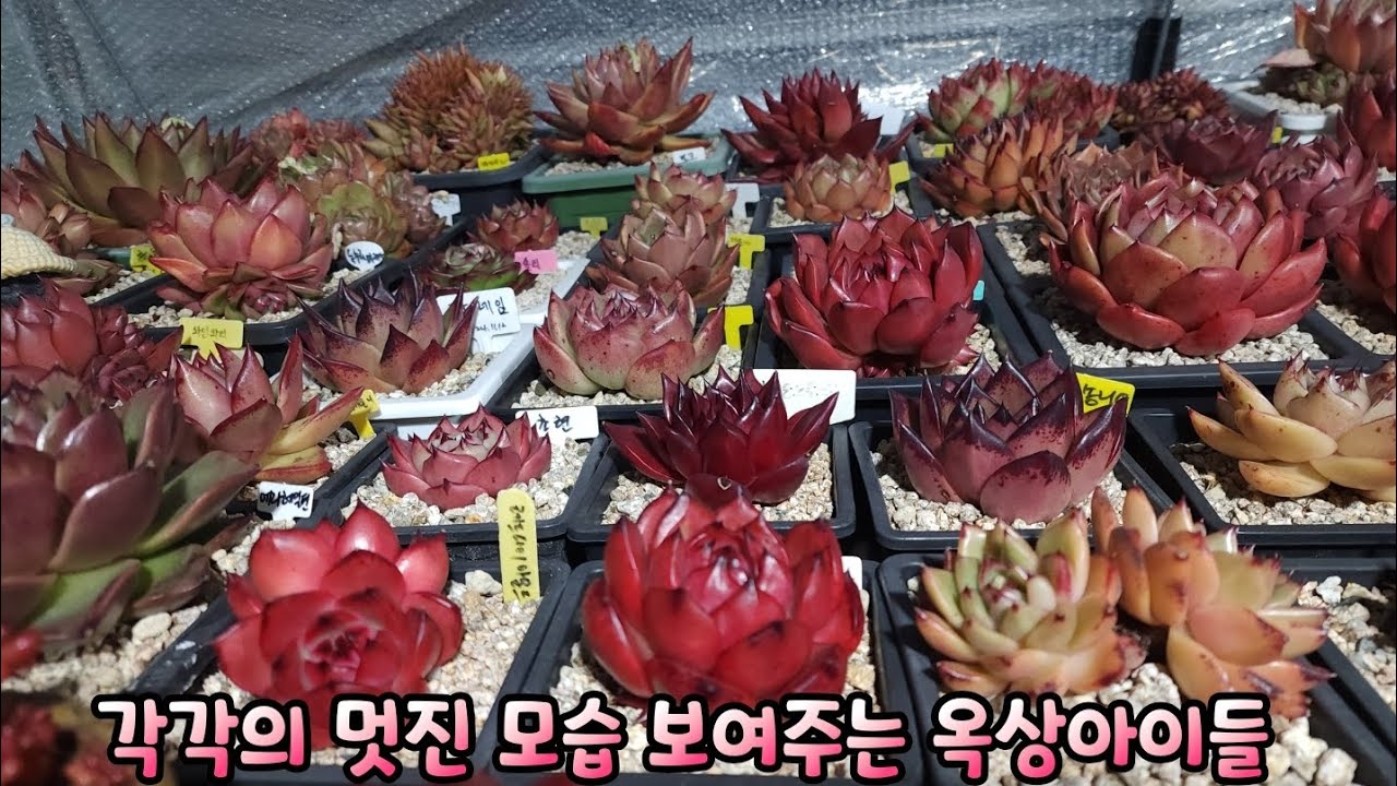 각각의 멋진 모습 보여주는 옥상아이들 #레드다이아몬드펄 #붉은노을금 #코드네임 #미국송니엄 눈맞춤합니다.