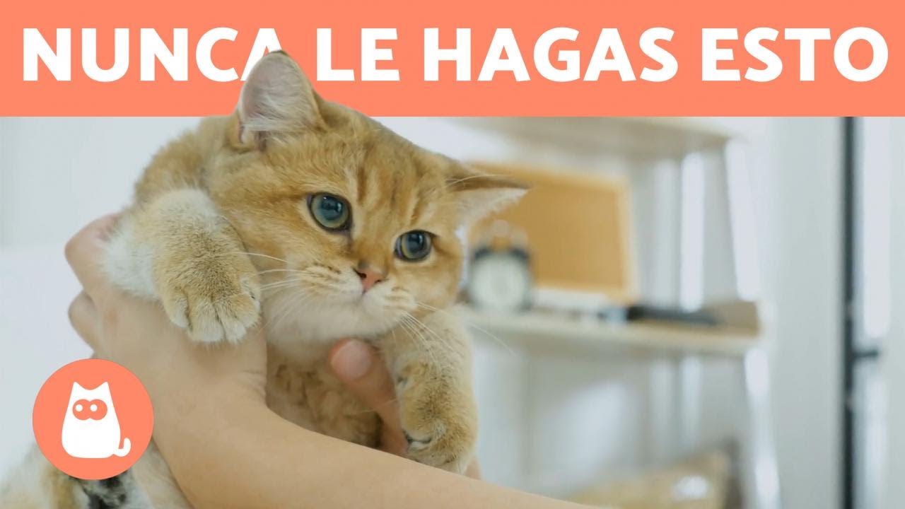 15 COSAS que NO DEBES hacer con TU GATO 🐱