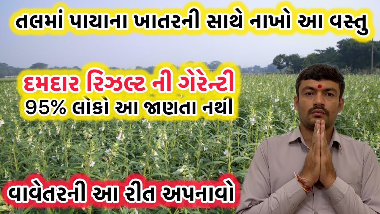 તલ માં પાયા ના ખાતર સાથે નાખો આ વસ્તુ તાકાત વાળું રિઝલ્ટ મળે તેની ગેરેન્ટી