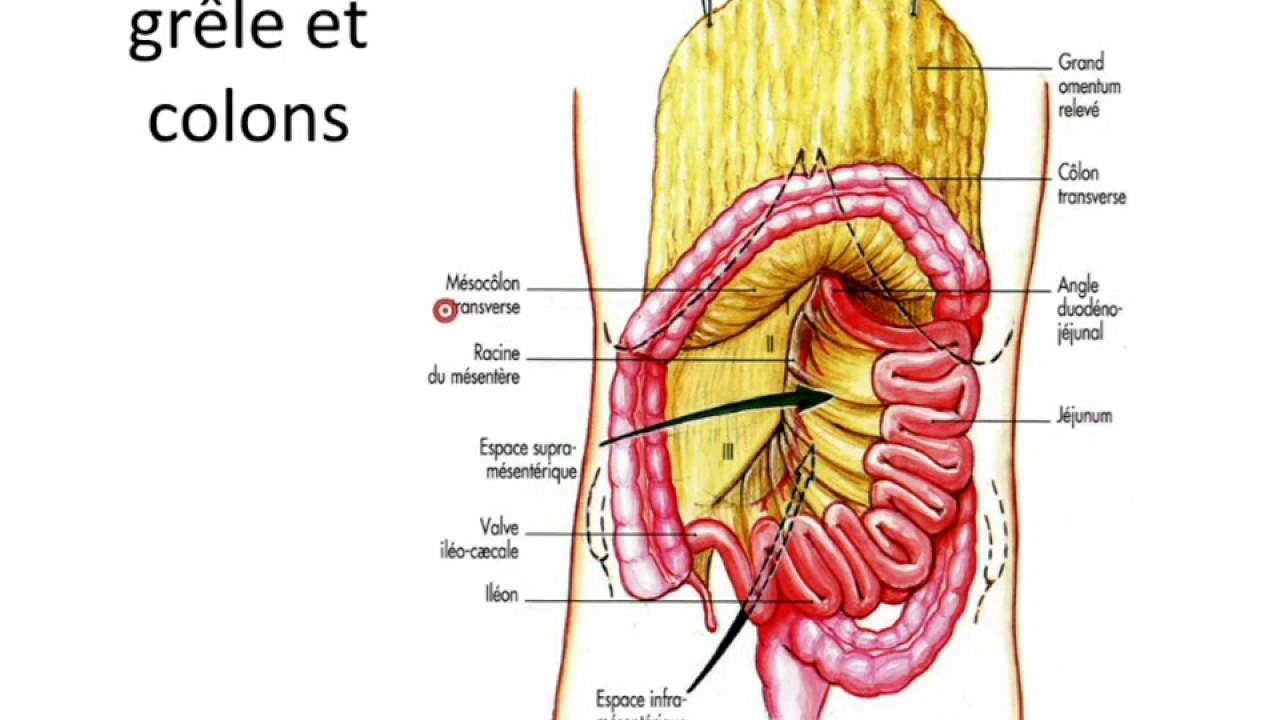 Intestin grele et colon partie 1