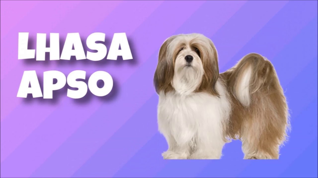 Cinobras TV - Tudo sobre Cinofilia.