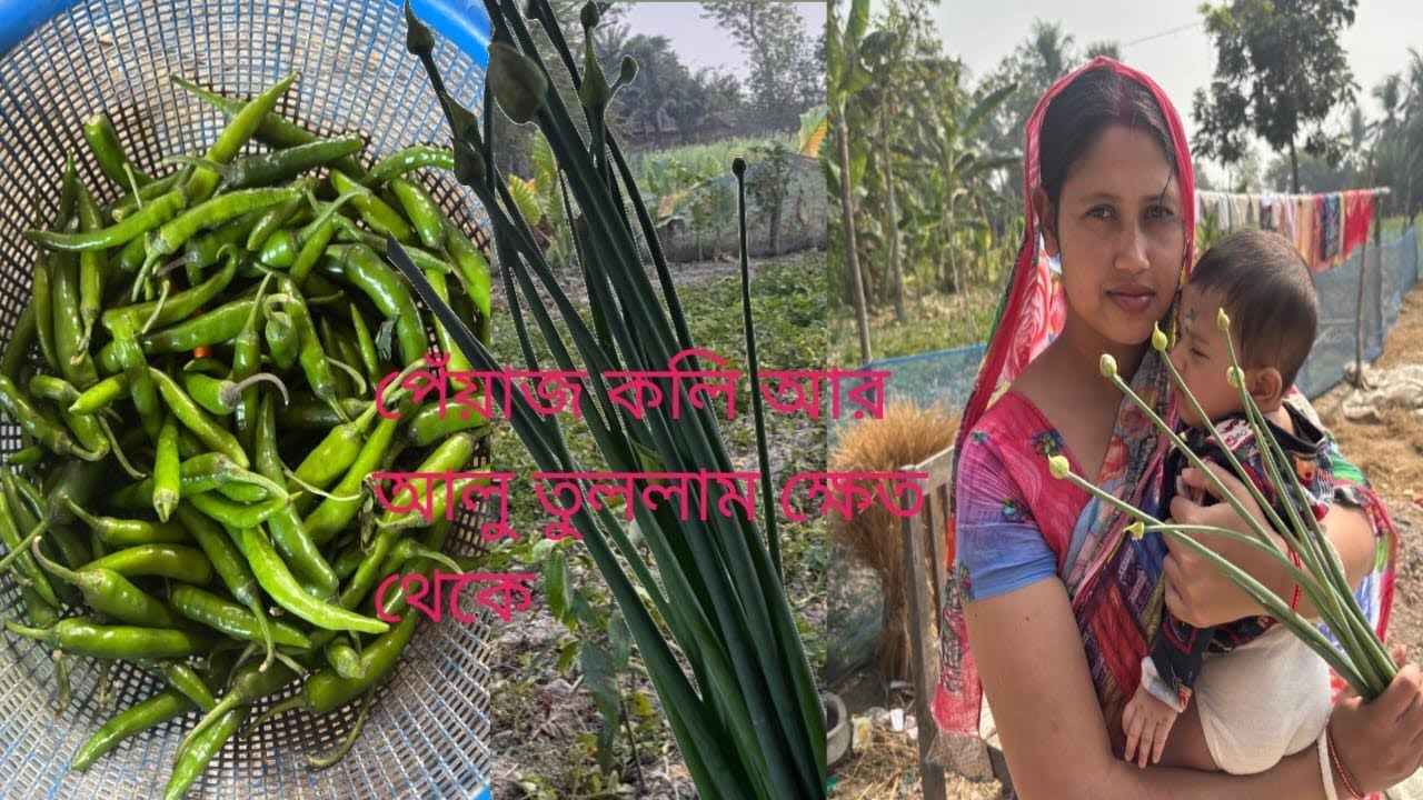 আমি ক্ষেত থেকে আলু ওঠালাম। 