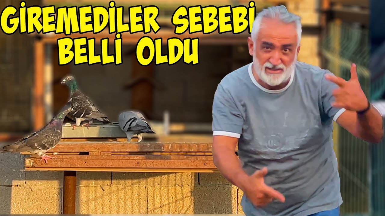 GÜVERCİNLERİN İLK EĞİTİMİ FİYASKO mu ? / YARDIM ETMEK İSTEYEN GELSİN...