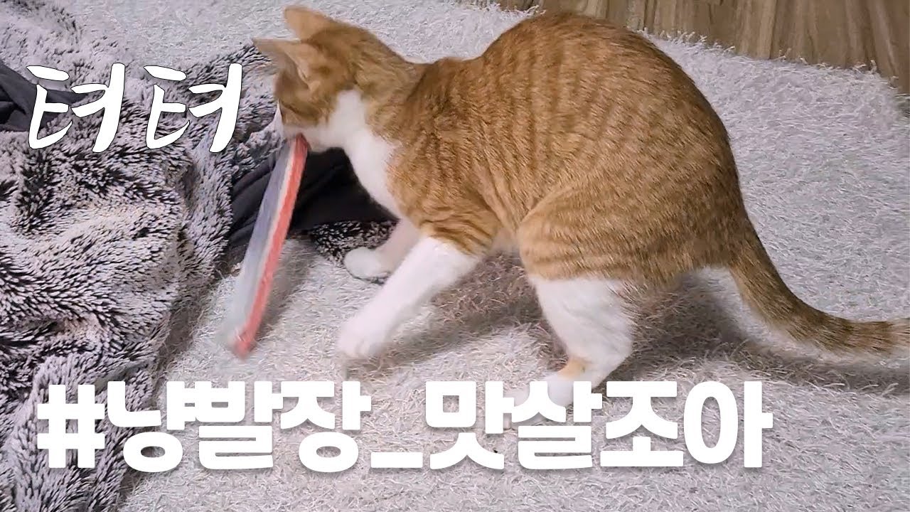 [SUB] 맛살 들고 튀어라