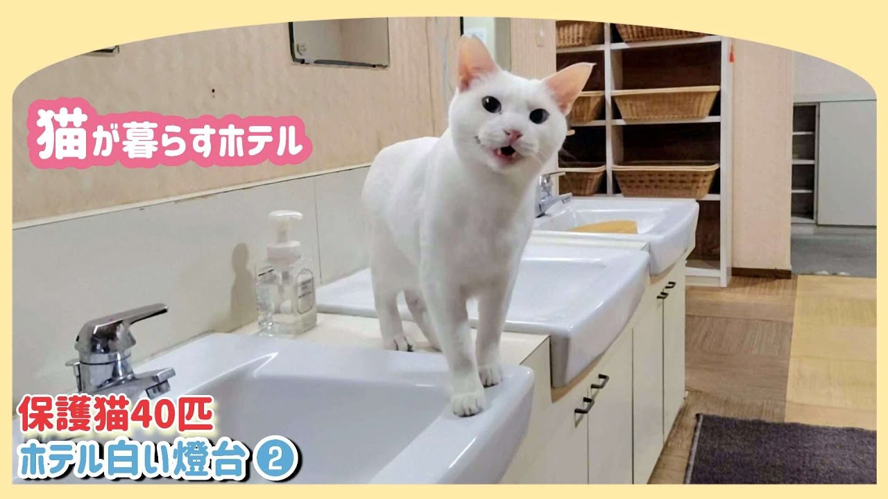 【ねこ宿🐈】40匹の猫がいる宿オーシャンビューの絶景温泉丨徳島県ホテル白い燈台