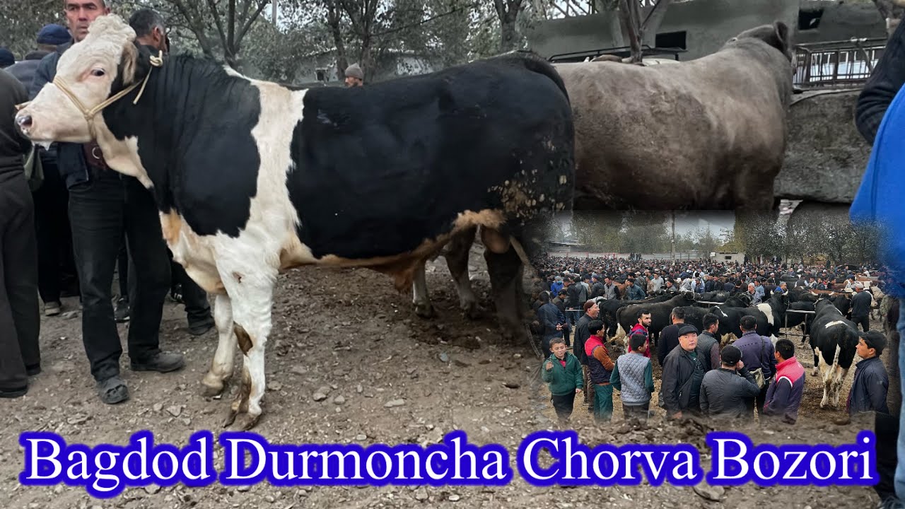 BAGDOD  DORMONCHA CHORVA BOZORI KATTA BUQALAR KICHIK HUNAJINLAR NARXLARI 28 October 2025