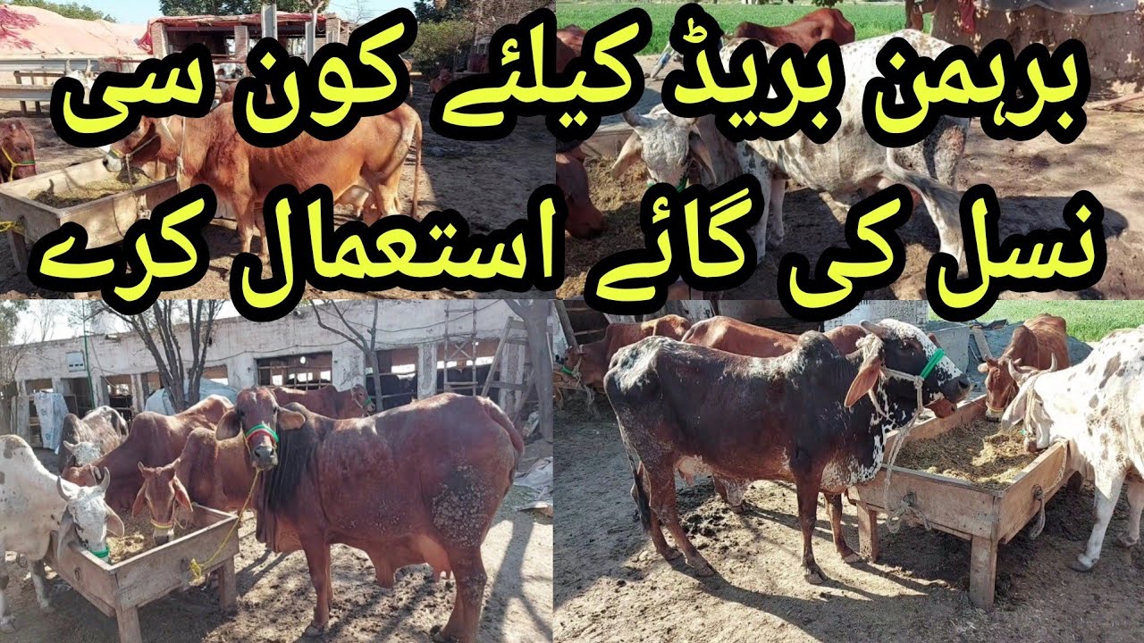 Brahman '' Breeding Farm | Cow Breeding Farm in Pakistan | Biggest Breeding Farm | Cow Farming