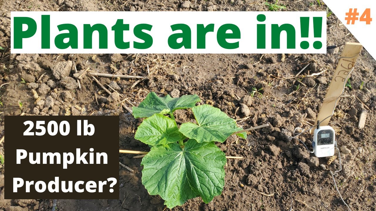 Ep #4 Trying to grow a 2500lb Giant pumpkin, transplanting, soil test analysis, meeting with friends