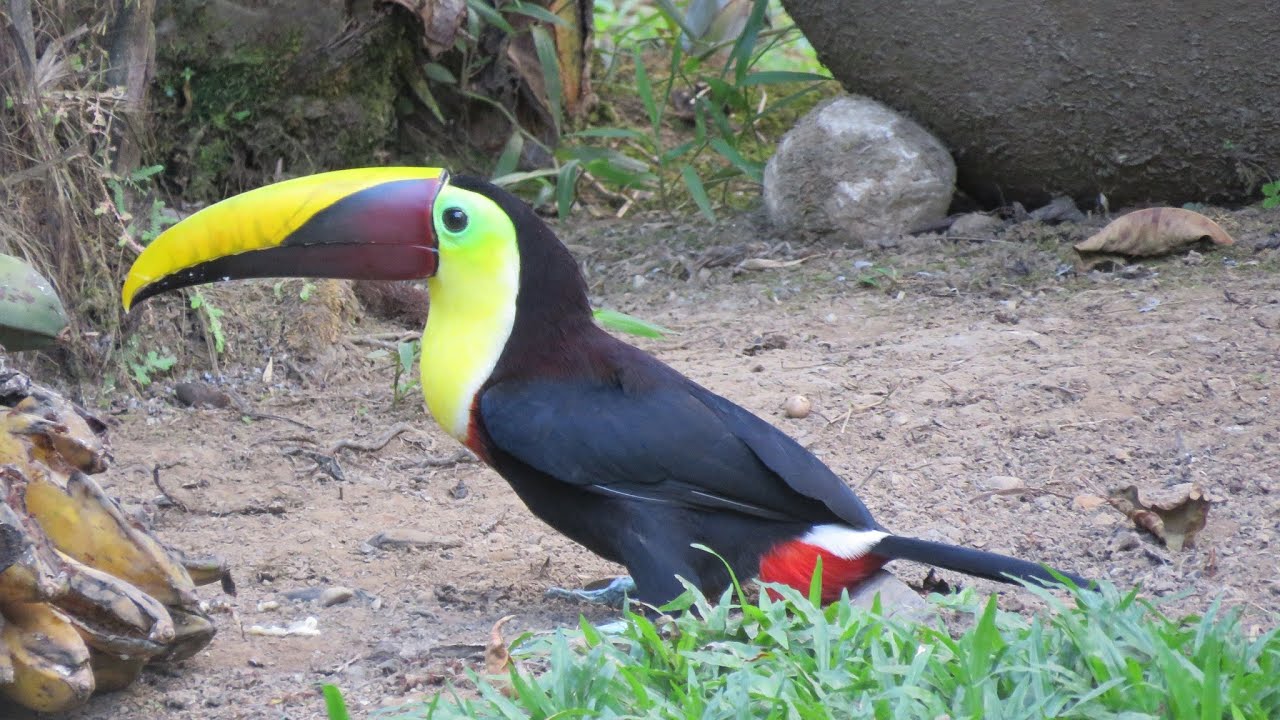 ESQUINAS RAINFOREST LODGE - COSTA RICA - A NATURE WONDERLAND