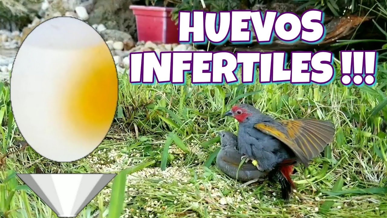10 Causas De Infertilidad En Las Aves