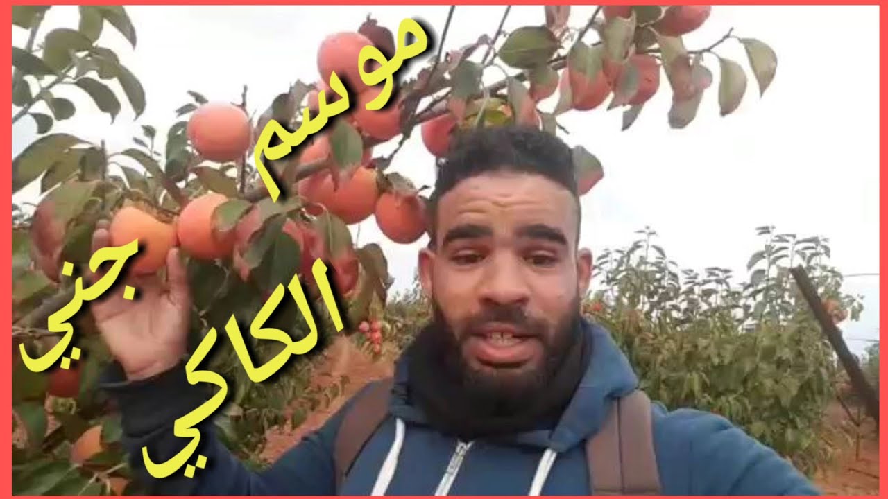 اجي تعرفو فاكهة الكاكي باسبانيا هكفاش طريقة الجني