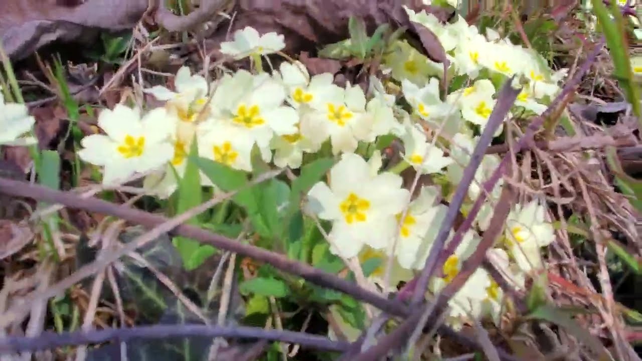 Primule simbolo della primavera!