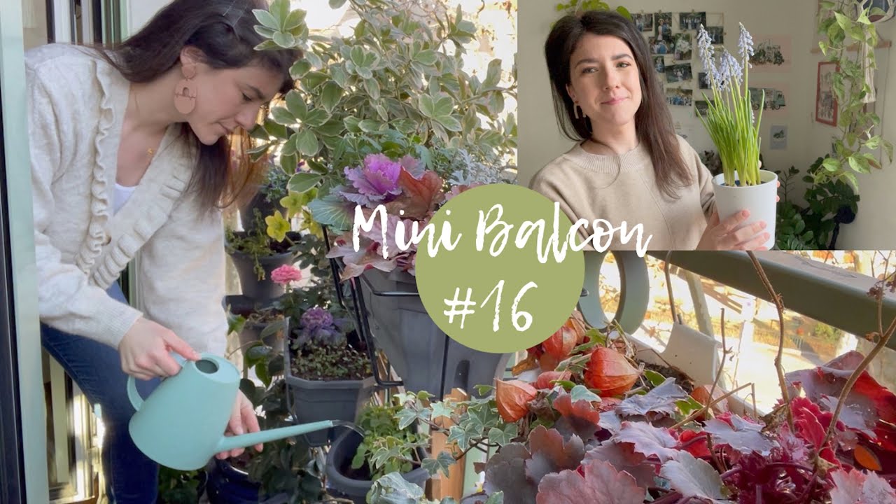 Muscari, Narcisses & Renoncules - Mon Mini Balcon #16