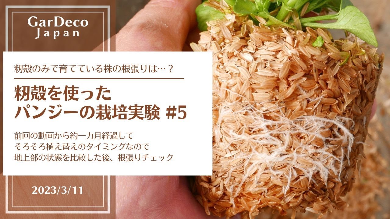 【籾殻のみで育てている株の根張りは？】籾殻を使ったパンジーの栽培実験#5【籾殻燻炭のみで育てている株は？】