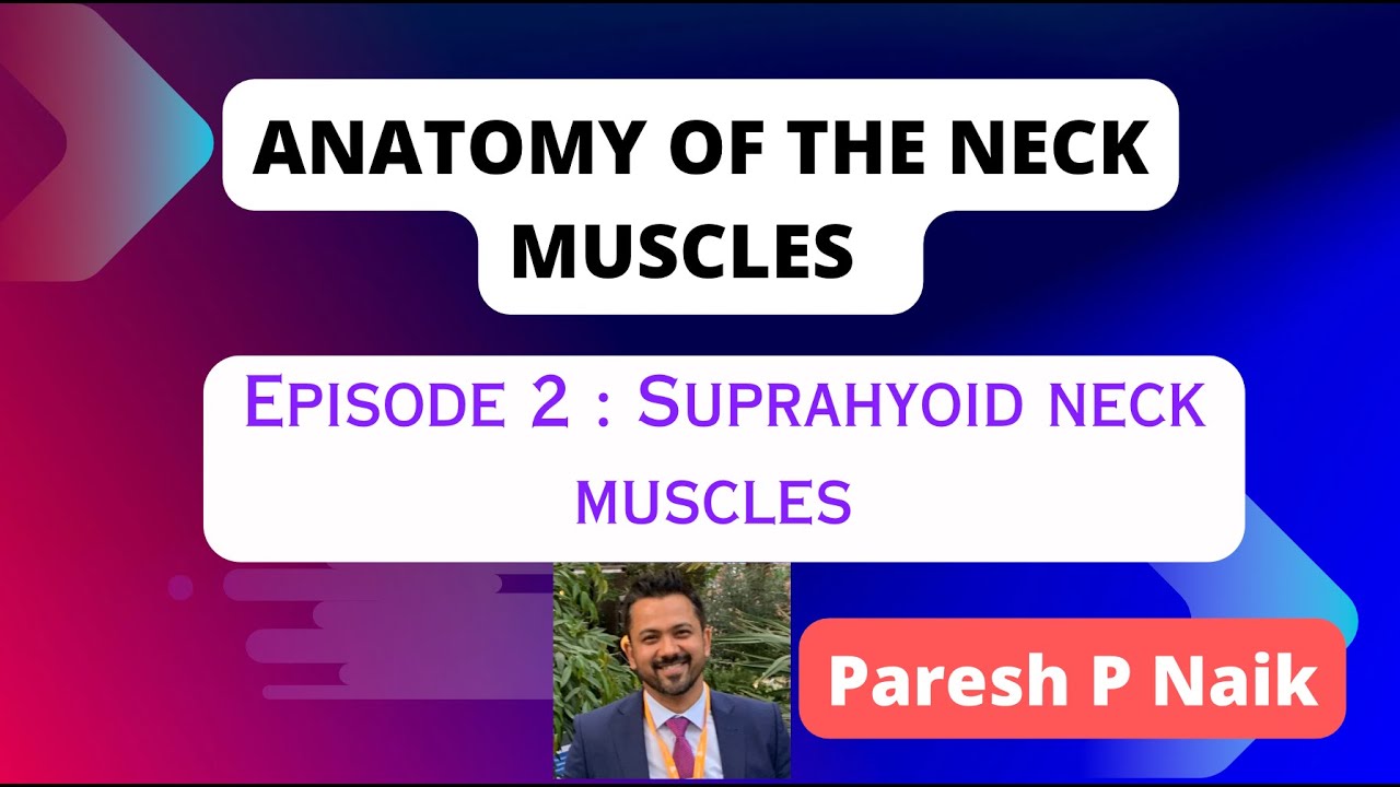 Strap muscles of neck/Suprahyoid Neck Muscles. Digastric, Mylohyoid, Geniohyoid, Stylohyoid.