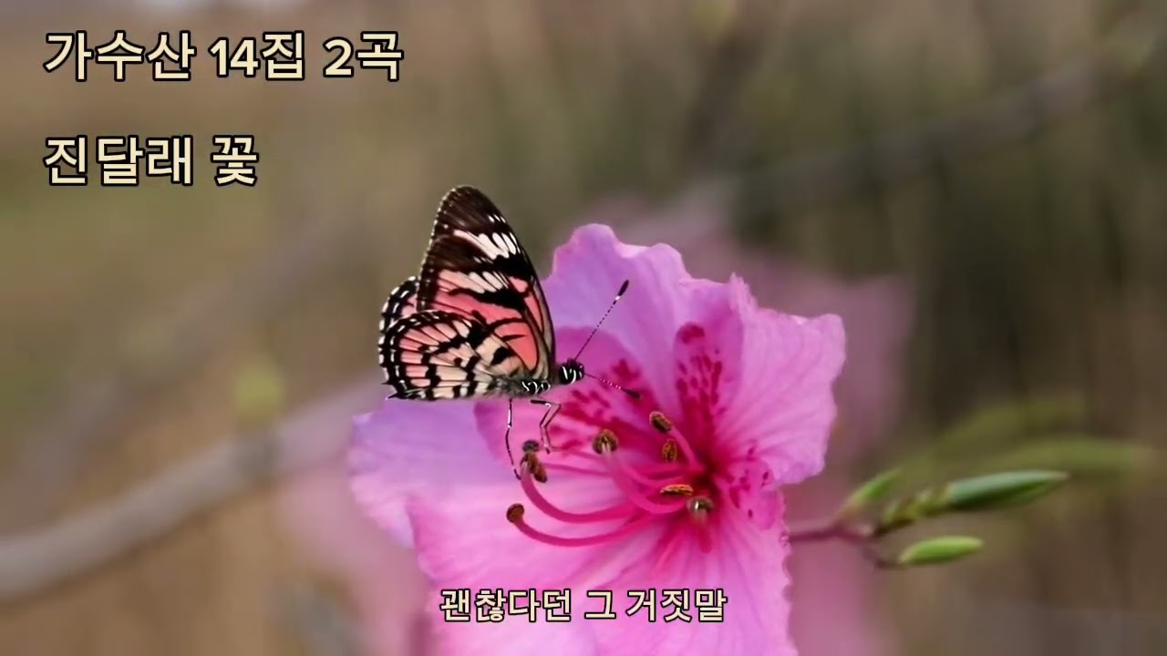 🌸 가수산 14집 2곡 🎵진달래 꽃