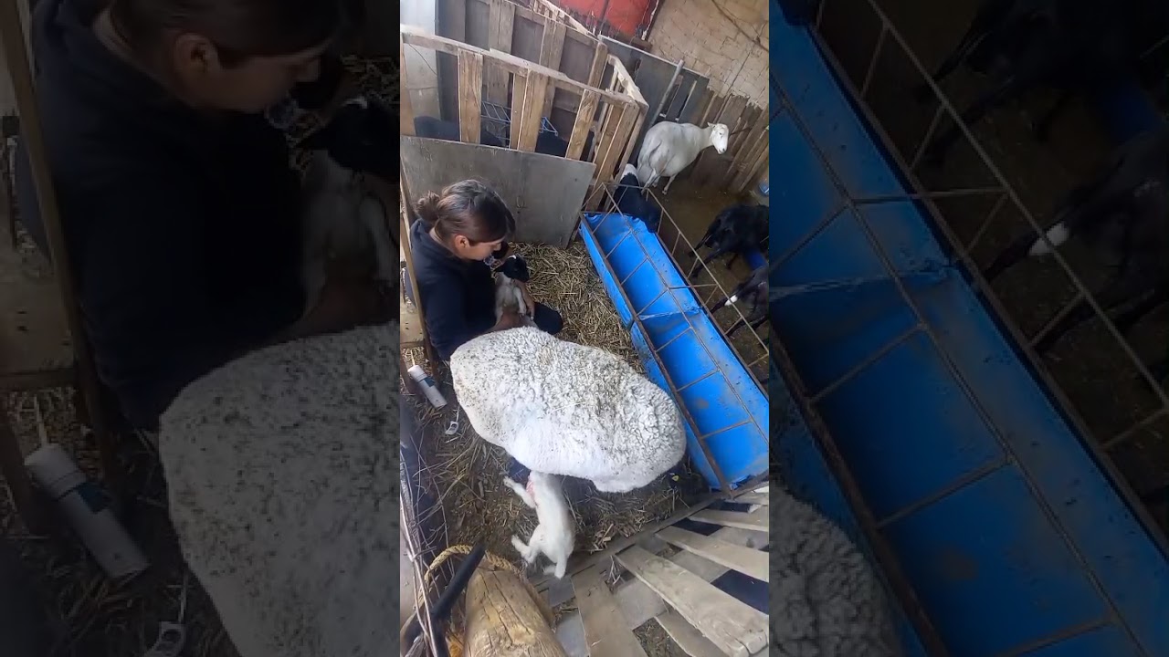 Que manejo realizó con un cordero recién nacido #borregos #corderos #dorper #sheep