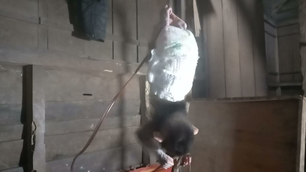 anak beruk bekajar manjat