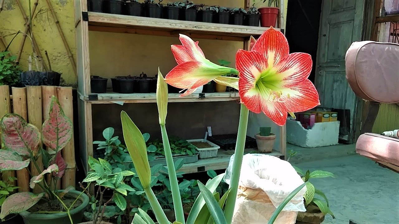 Amaryllis Plant Care and Flowering Season Complete Information