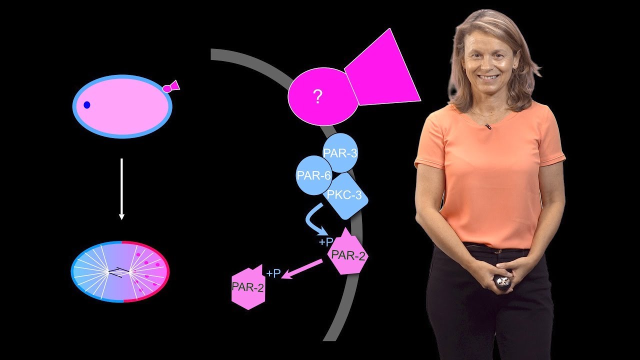 Geraldine Seydoux (Johns Hopkins / HHMI) 1: From Egg to Worm: How to Create a Body Axis